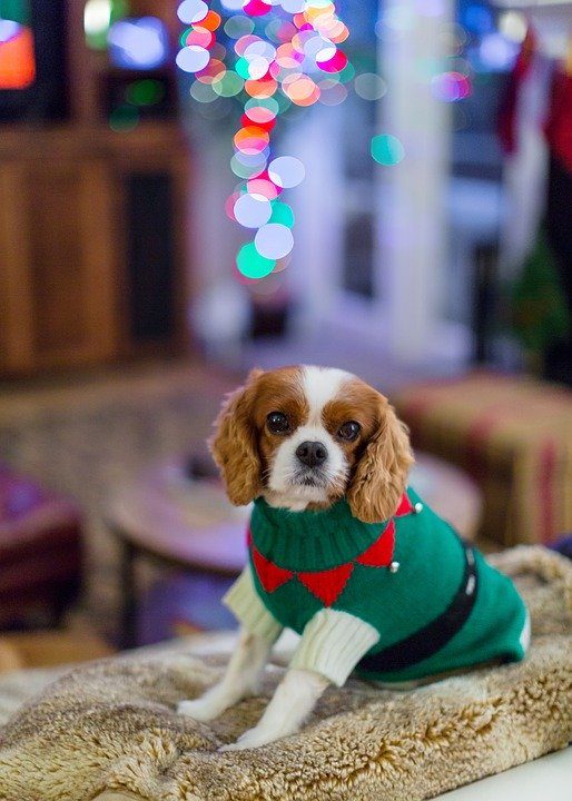 Small Dog Sweaters - Post Thumbnail